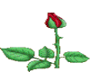 Long stem rose