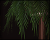 [ woody fern hang. ]