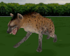 Hyena Attack/Animated