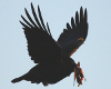 The crow in flight