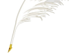Feather quill