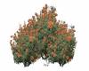 Bush Orange Flowers