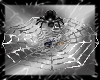 black spider / web