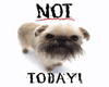 Dog - Not Today