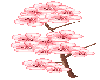 Cherry Blossoms