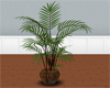 (20D) Palm in rust pot