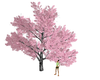 Cherry Tree