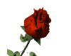 Red Rose Opening