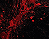 Blood Splash - Wall