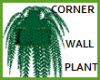 CORNER WALL  PLANT