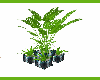 (DL) Plant Oriental