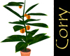 Orange-tree in pot