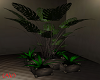 (AV) Exotic Plant Box
