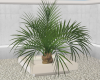 Mini Palm Tree