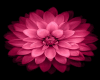 6v3| Huge Flower Rug