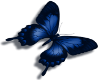 {R} blue butterfly med