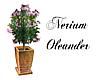 Nerium Oleander-plant