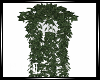 !C! Sleeping Ivy Plant