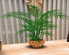 Kentia (Howea) palm