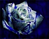 blue and white rose 