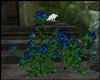 Arbusto Rosas Blue
