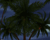 Blue MoOn Coconut tree