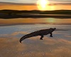 Animated  Crocodile