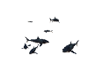 8 sharks anim