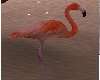 NK  Flamingo Furniture