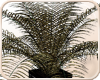 !NC Chintzie Palm Plant