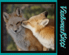 [VK] Leather Kissing Fox