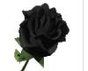 black rose