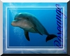 club de dauphin pastel