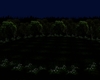 Background Forest Night