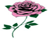 Rose Of Pink