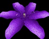 animated purple flower