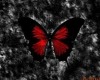 Red/Black Nose ButterFly