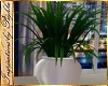 I~White Vase Plant