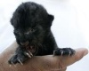 Panther Cuddle Cub
