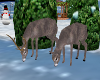 Deer Set Animated