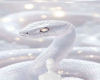 White cobra background