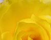 [SH11]Yellow Rose
