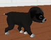 [slw] black puppy