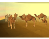 Flock of Camels