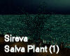 Sireva Salva Plant (1