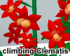 Climbing Clematis Red