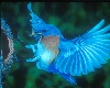 Blue Bird
