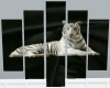 (R)white tiger picture