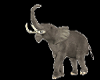 elephant-2