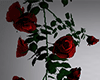 L! Roses Red
